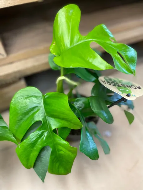 monstera-minima-rhaphidophora-tetrasperma-rodzaj-rosliny-rosliny-zielone