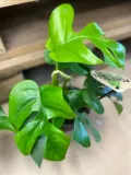 monstera-minima-rhaphidophora-tetrasperma-rodzaj-rosliny-rosliny-zielone