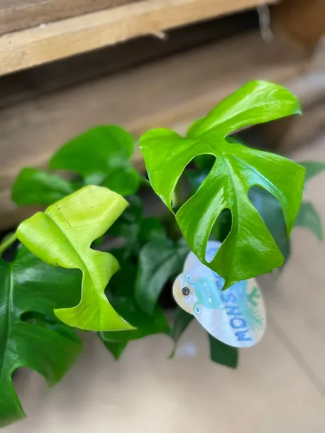 monstera-minima-rhaphidophora-tetrasperma-rodzaj-rosliny-rosliny-zielone