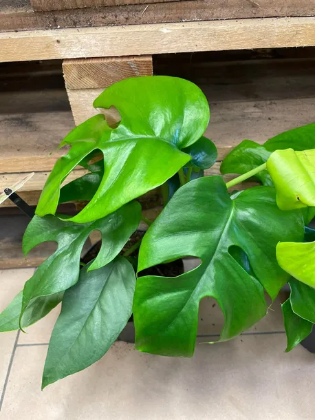 monstera-minima-rhaphidophora-tetrasperma-rodzaj-rosliny-rosliny-zielone