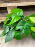 monstera-minima-rhaphidophora-tetrasperma-rodzaj-rosliny-rosliny-zielone