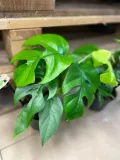 monstera-minima-rhaphidophora-tetrasperma-rodzaj-rosliny-rosliny-zielone