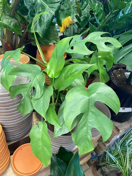 monstera-minima-rhaphidophora-tetrasperma-rodzaj-rosliny-rosliny-zielone