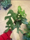 monstera-minima-rhaphidophora-tetrasperma-rodzaj-rosliny-rosliny-zielone