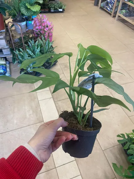 monstera-minima-rhaphidophora-tetrasperma-rodzaj-rosliny-rosliny-zielone