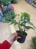 monstera-minima-rhaphidophora-tetrasperma-rodzaj-rosliny-rosliny-zielone