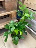 monstera-minima-rhaphidophora-tetrasperma-rodzaj-rosliny-rosliny-zielone