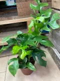 monstera-minima-rhaphidophora-tetrasperma-rodzaj-rosliny-rosliny-zielone