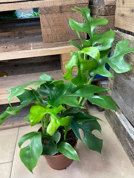 monstera-minima-rhaphidophora-tetrasperma-rodzaj-rosliny-rosliny-zielone