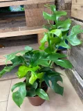 monstera-minima-rhaphidophora-tetrasperma-rodzaj-rosliny-rosliny-zielone
