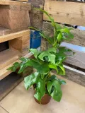 monstera-minima-rhaphidophora-tetrasperma-rodzaj-rosliny-rosliny-zielone