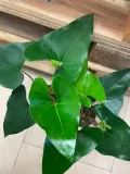 anthurium-arrow-rodzaj-rosliny-rosliny-zielone