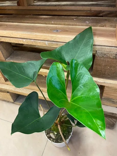 anthurium-arrow-rodzaj-rosliny-rosliny-zielone