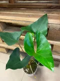 anthurium-arrow-rodzaj-rosliny-rosliny-zielone
