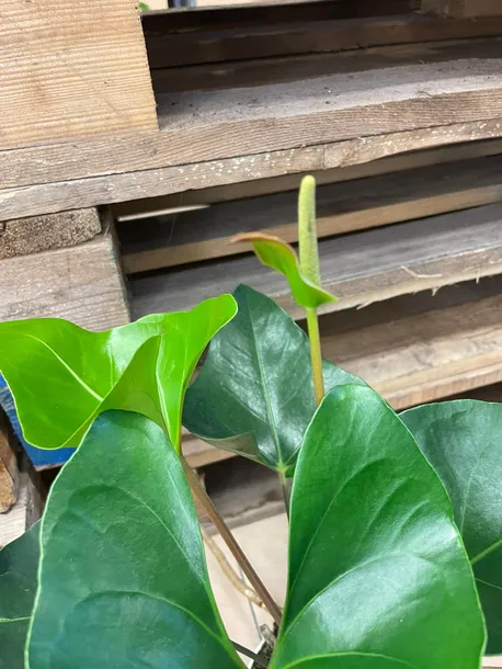 anthurium-arrow-rodzaj-rosliny-rosliny-zielone