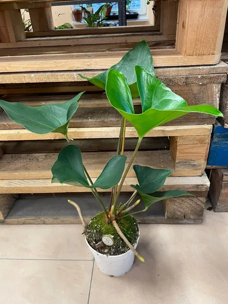 anthurium-arrow-rodzaj-rosliny-rosliny-zielone