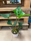 anthurium-arrow-rodzaj-rosliny-rosliny-zielone