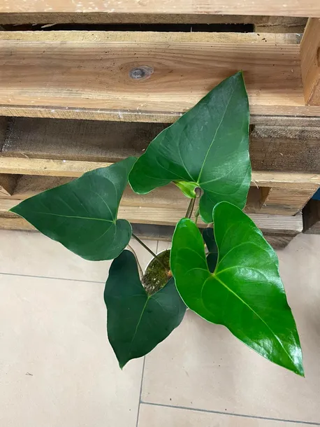 anthurium-arrow-rodzaj-rosliny-rosliny-zielone