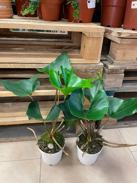 anthurium-arrow-rodzaj-rosliny-rosliny-zielone
