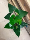 anthurium-arrow-rodzaj-rosliny-rosliny-zielone