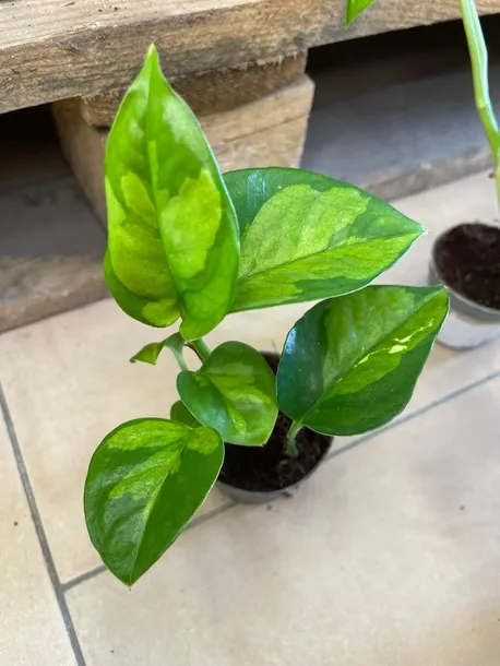 epipremnum-pinnatum-global-green-maluch-rodzaj-rosliny-rosliny-zielone