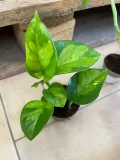epipremnum-pinnatum-global-green-maluch-rodzaj-rosliny-rosliny-zielone