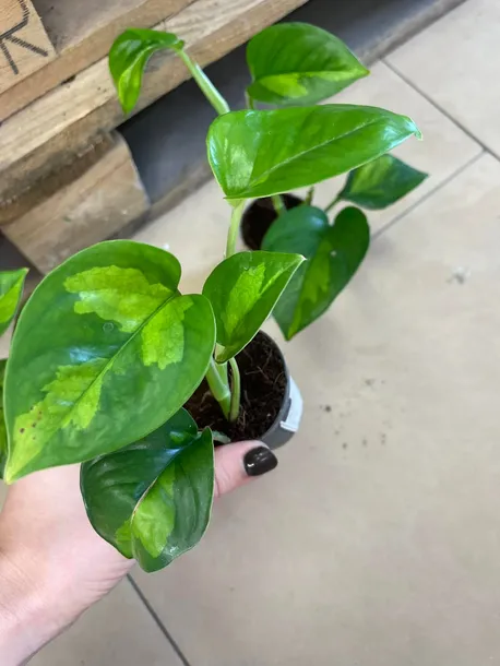 epipremnum-pinnatum-global-green-maluch-rodzaj-rosliny-rosliny-zielone