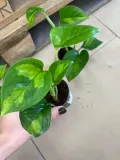 epipremnum-pinnatum-global-green-maluch-rodzaj-rosliny-rosliny-zielone
