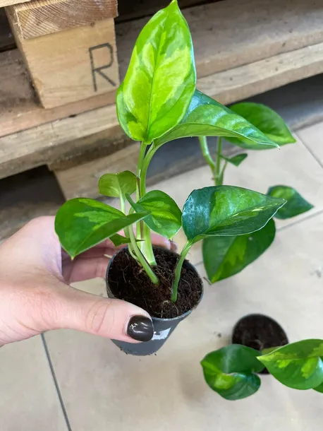 epipremnum-pinnatum-global-green-maluch-rodzaj-rosliny-rosliny-zielone