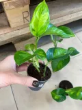 epipremnum-pinnatum-global-green-maluch-rodzaj-rosliny-rosliny-zielone
