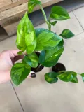 epipremnum-pinnatum-global-green-maluch-rodzaj-rosliny-rosliny-zielone