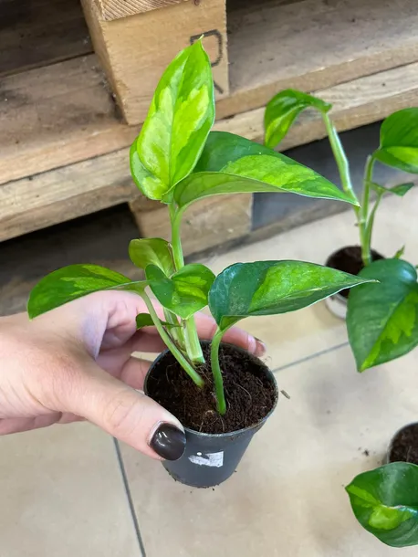 epipremnum-pinnatum-global-green-maluch-rodzaj-rosliny-rosliny-zielone