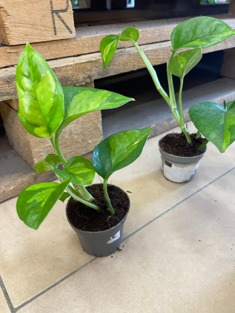 epipremnum-pinnatum-global-green-maluch-rodzaj-rosliny-rosliny-zielone