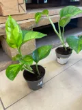 epipremnum-pinnatum-global-green-maluch-rodzaj-rosliny-rosliny-zielone