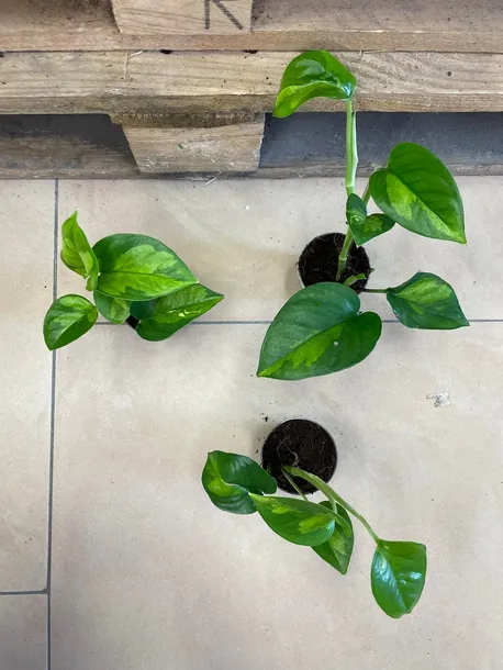 epipremnum-pinnatum-global-green-maluch-rodzaj-rosliny-rosliny-zielone