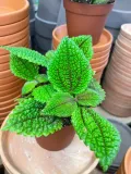 pilea-moon-valley