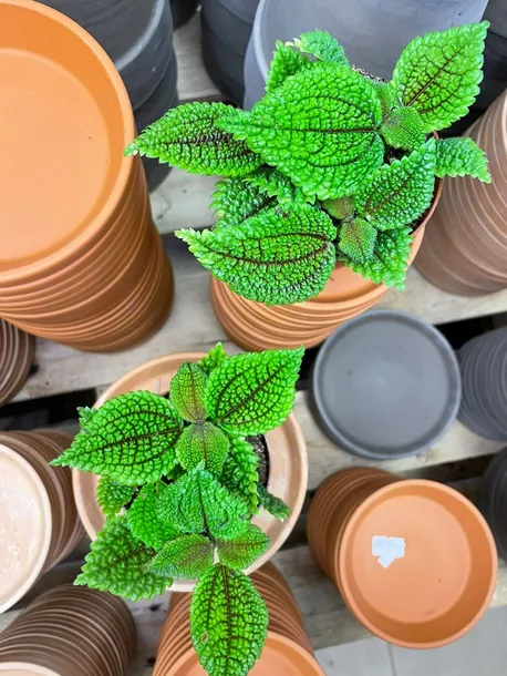 pilea-moon-valley-rodzaj-rosliny-rosliny-zielone