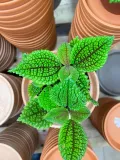 pilea-moon-valley-rodzaj-rosliny-rosliny-zielone