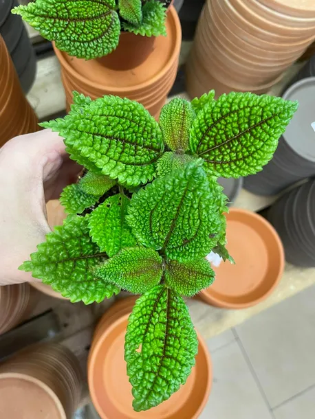 pilea-moon-valley-rodzaj-rosliny-rosliny-zielone