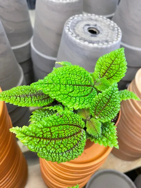 pilea-moon-valley-rodzaj-rosliny-rosliny-zielone
