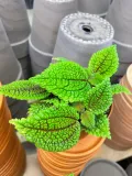 pilea-moon-valley-rodzaj-rosliny-rosliny-zielone