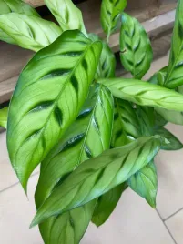 kalatea-calathea-leopardina
