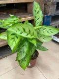 kalatea-calathea-leopardina-rodzaj-rosliny-rosliny-zielone