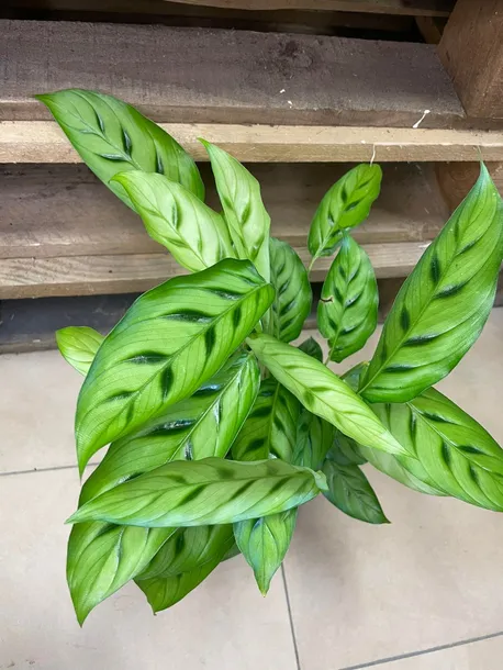 kalatea-calathea-leopardina-rodzaj-rosliny-rosliny-zielone