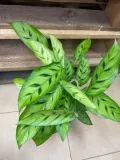 kalatea-calathea-leopardina-rodzaj-rosliny-rosliny-zielone
