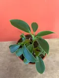 filodendron-or-philodendron-green-princess