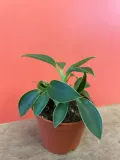 filodendron-or-philodendron-green-princess-rodzaj-rosliny-rosliny-zielone