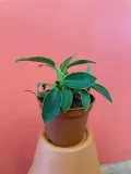filodendron-or-philodendron-green-princess-rodzaj-rosliny-rosliny-zielone