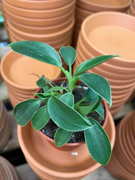 filodendron-or-philodendron-green-princess-rodzaj-rosliny-rosliny-zielone