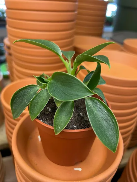 filodendron-or-philodendron-green-princess-rodzaj-rosliny-rosliny-zielone
